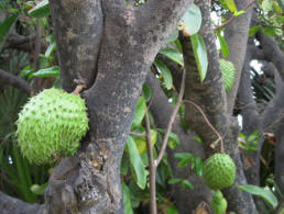 Arbol De Guanabana